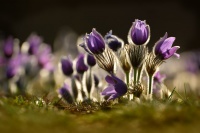 Koniklec velkokvety - Pulsatilla grandis 0196